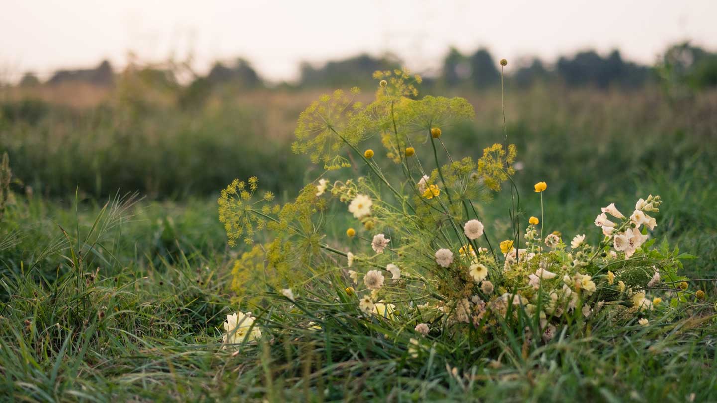 dill flower pasture drumstick snowmaiden scabiosa pincusion digitalis summer