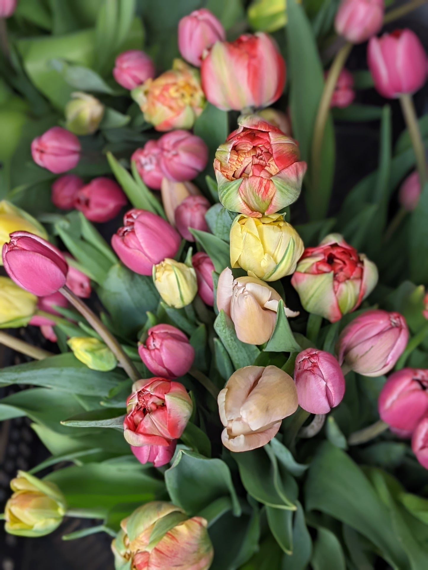 Tulip Bunch - MOTHER'S DAY Pickup