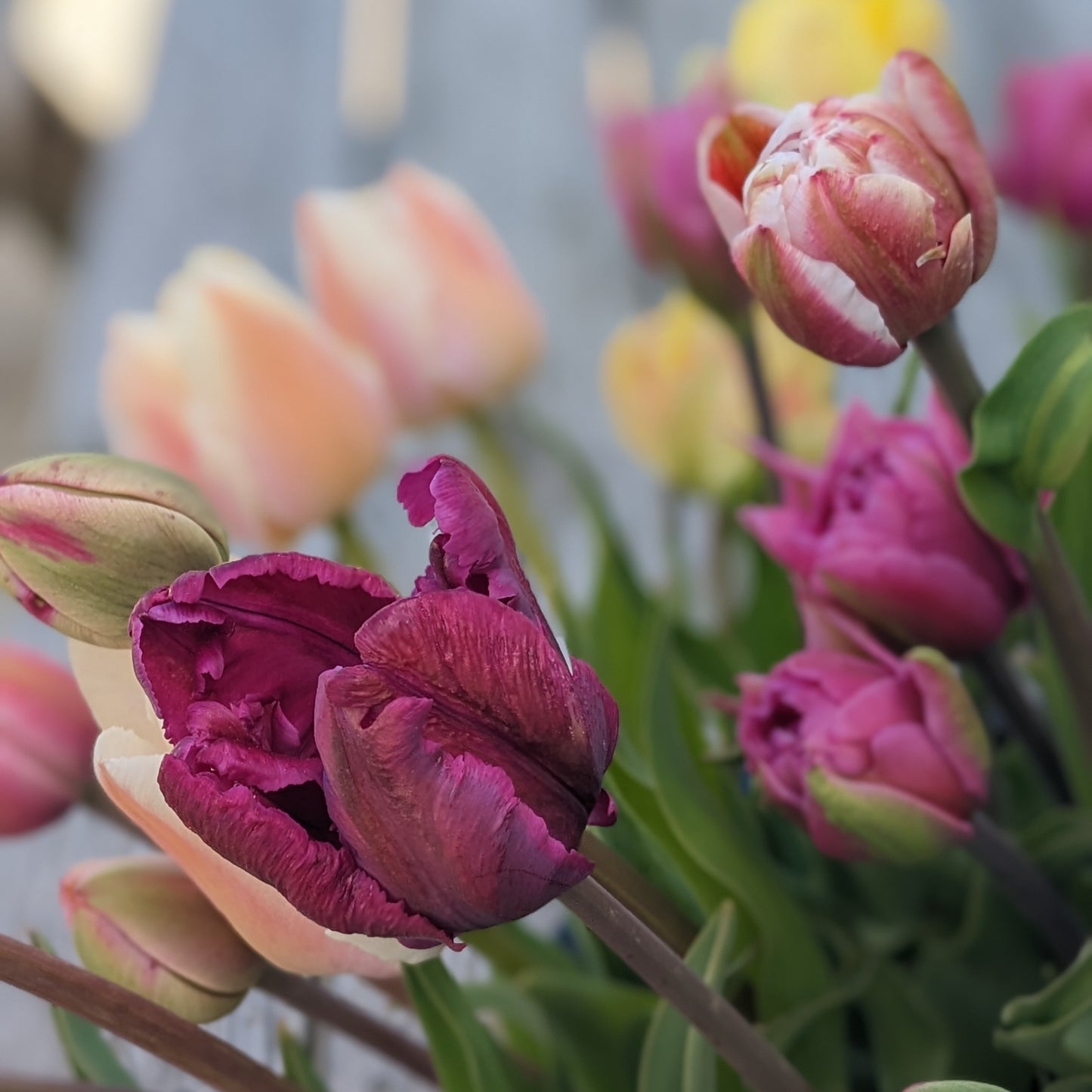 Tulip CSA (3 weeks)