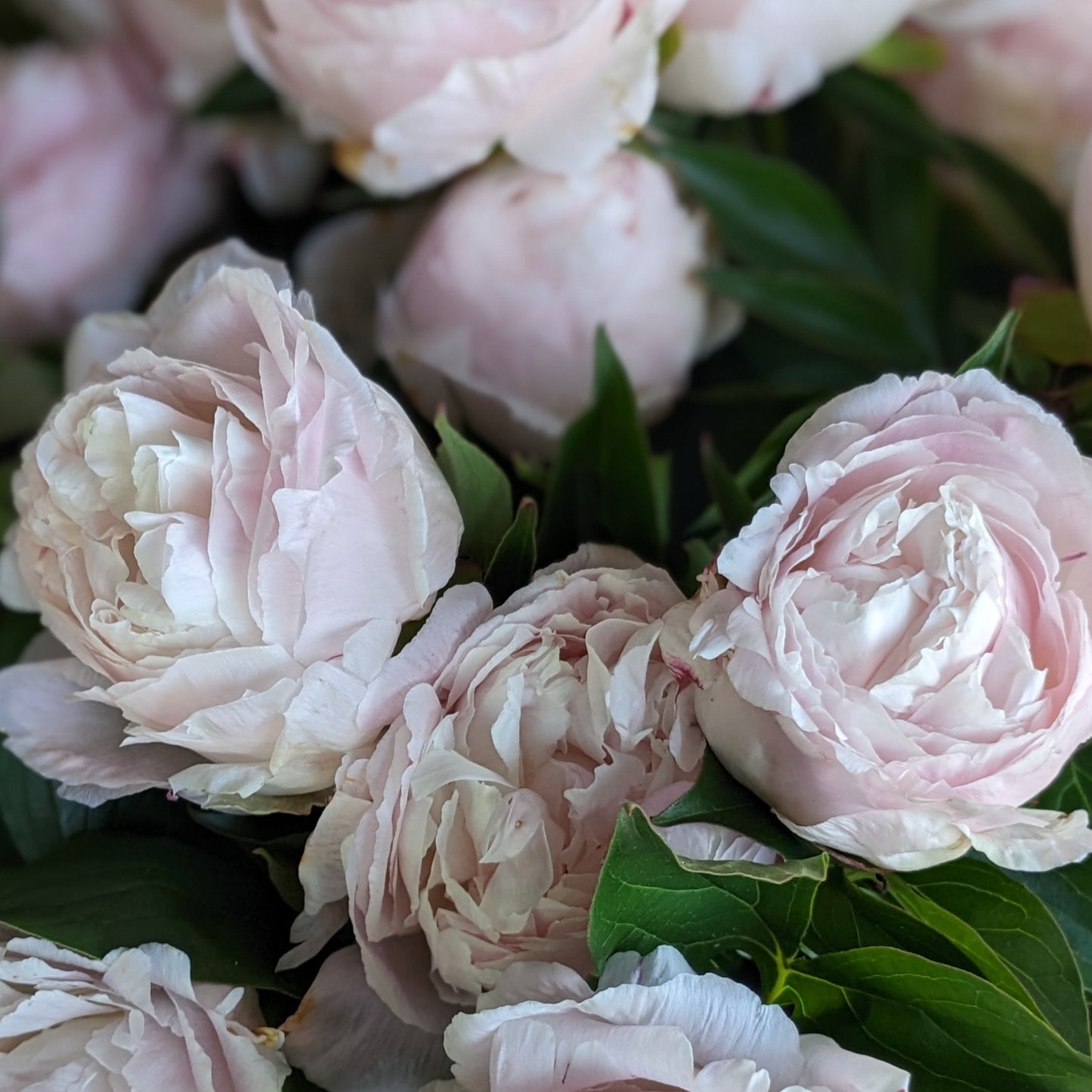 Peony CSA  (3 weeks)