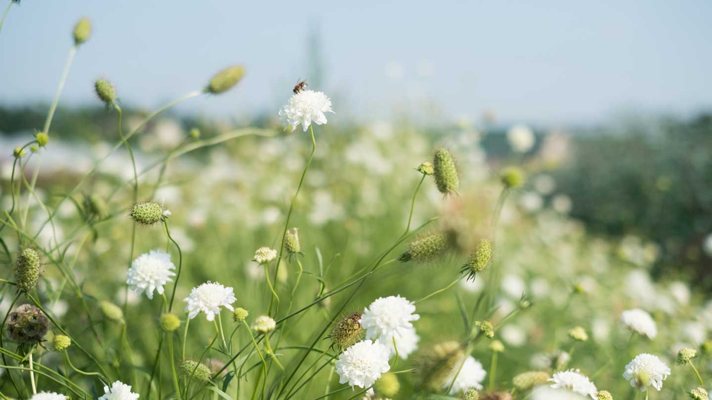 pincushion flower scabiosa snowmaiden summer broadturn farm