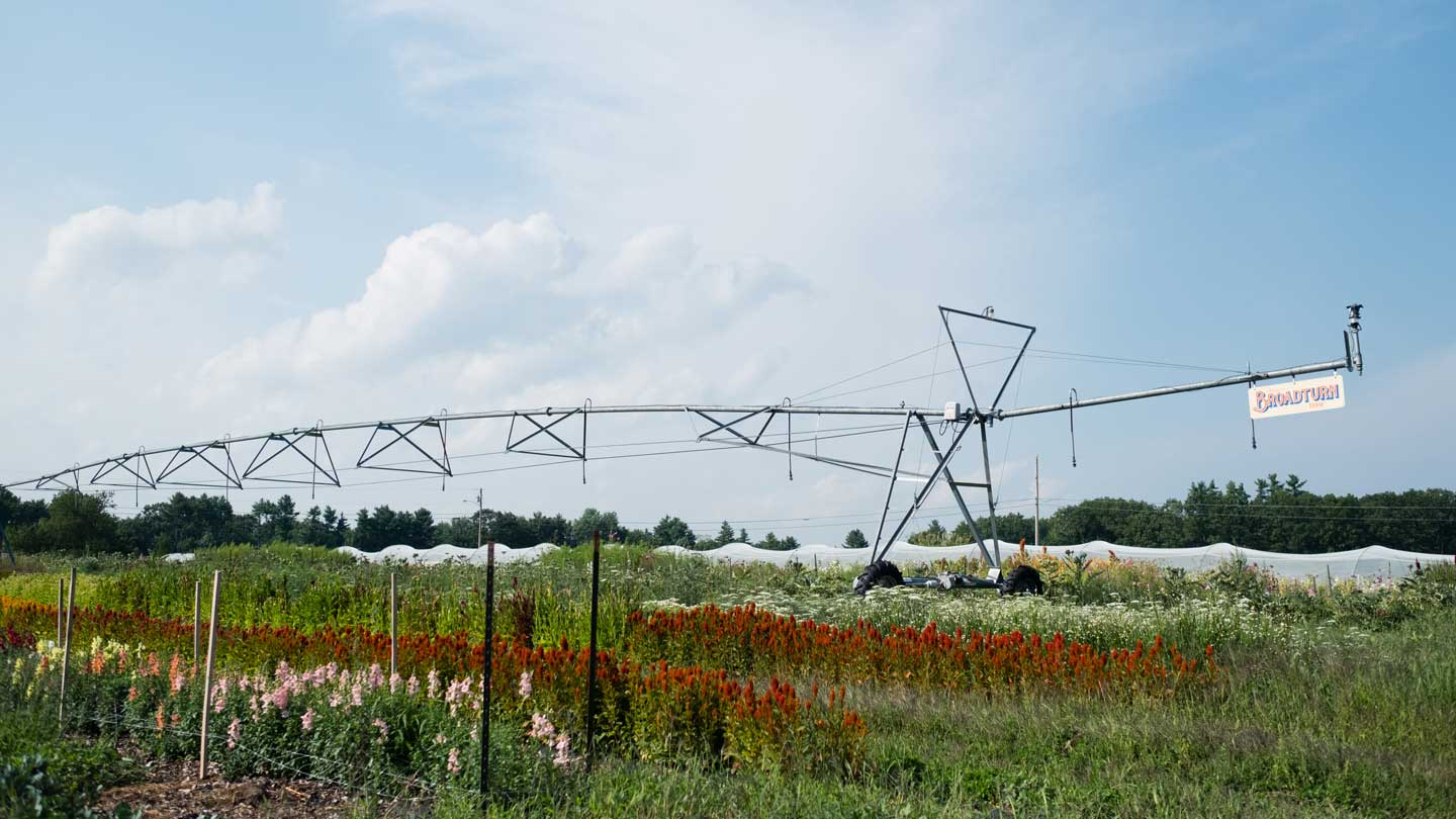 summer flower field irrigation center pivot farm celosia broadturn