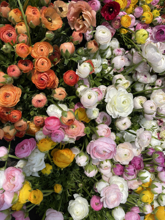 Ranunculus bunch - Mother's Day pick-up
