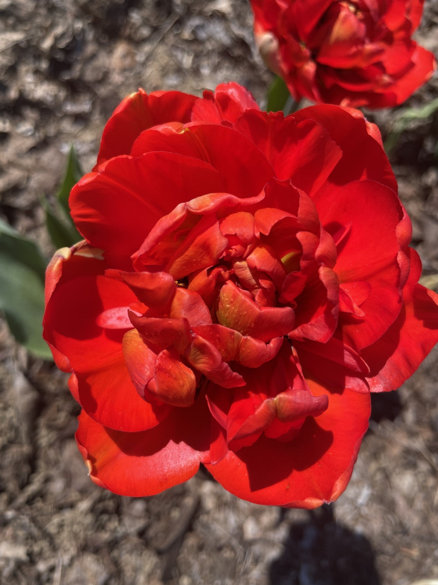 Tulip CSA (3 weeks)