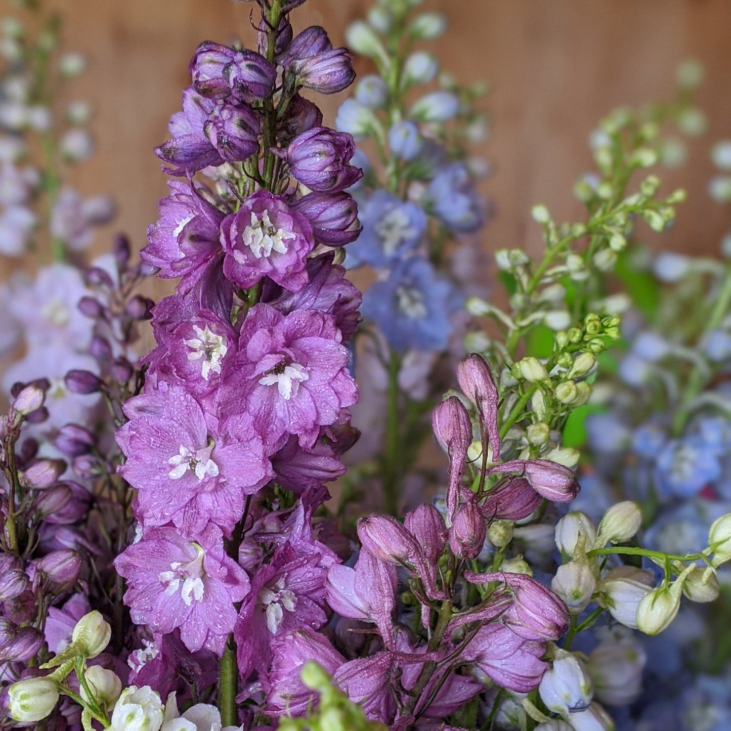 Spring Bloom CSA (5 weeks)