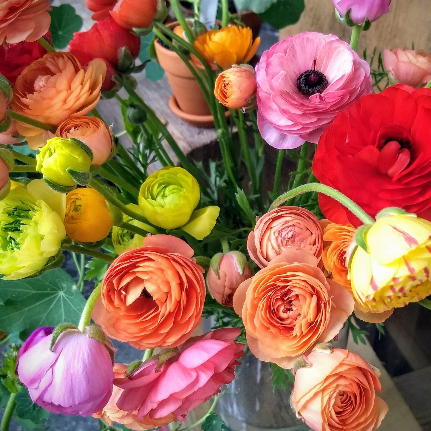 Colorful mixed ranunculus