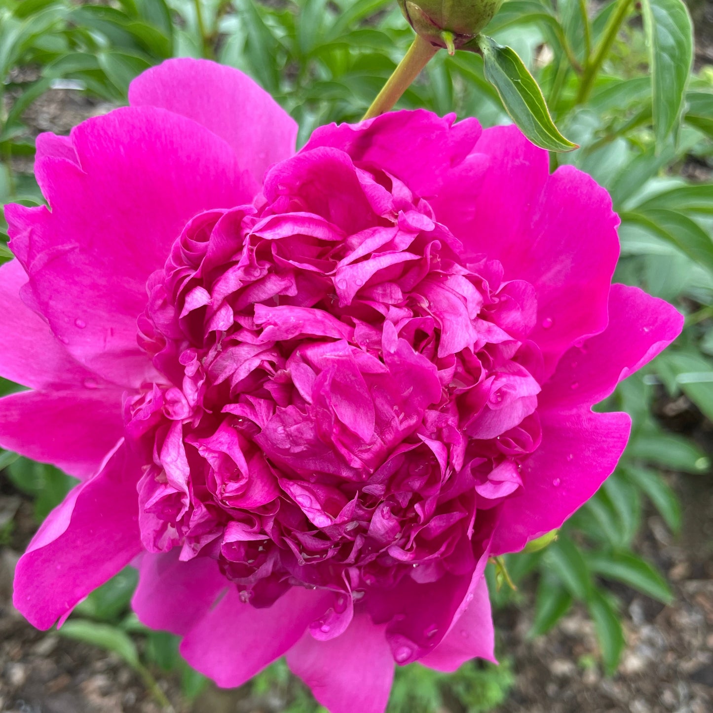 Peony CSA (3 weeks)