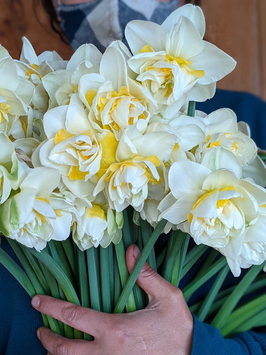 Specialty Daffodils - FRIDAY PICKUP