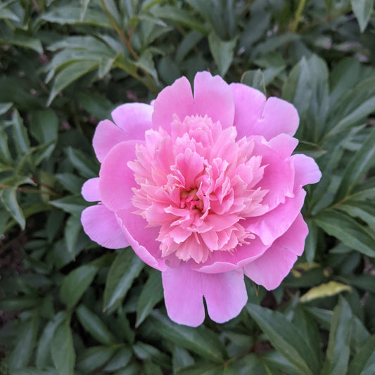 Peony CSA (3 weeks)