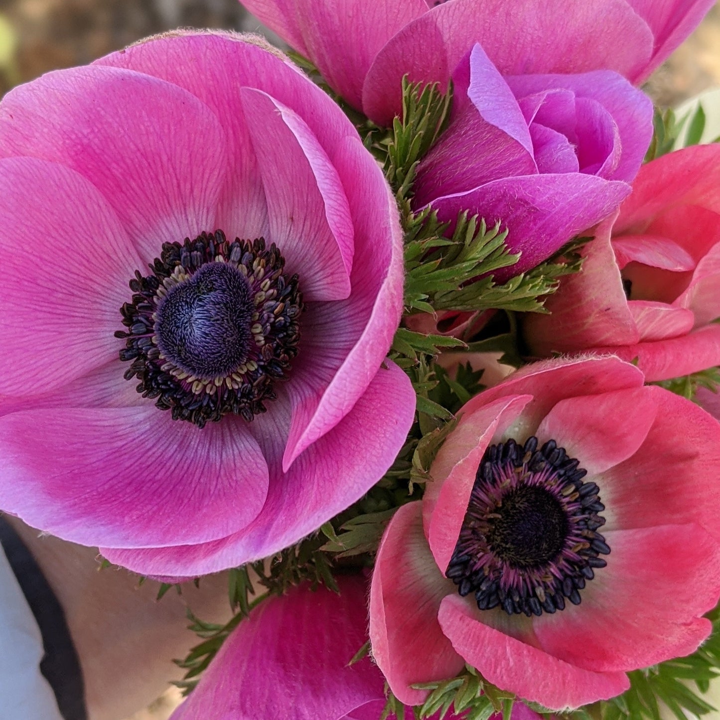 pink anemone