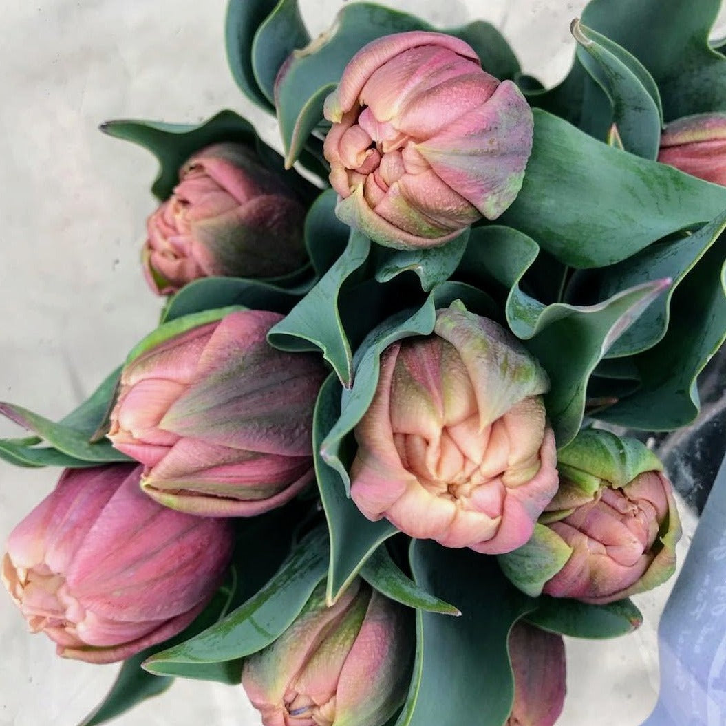 Tulip CSA (3 weeks)