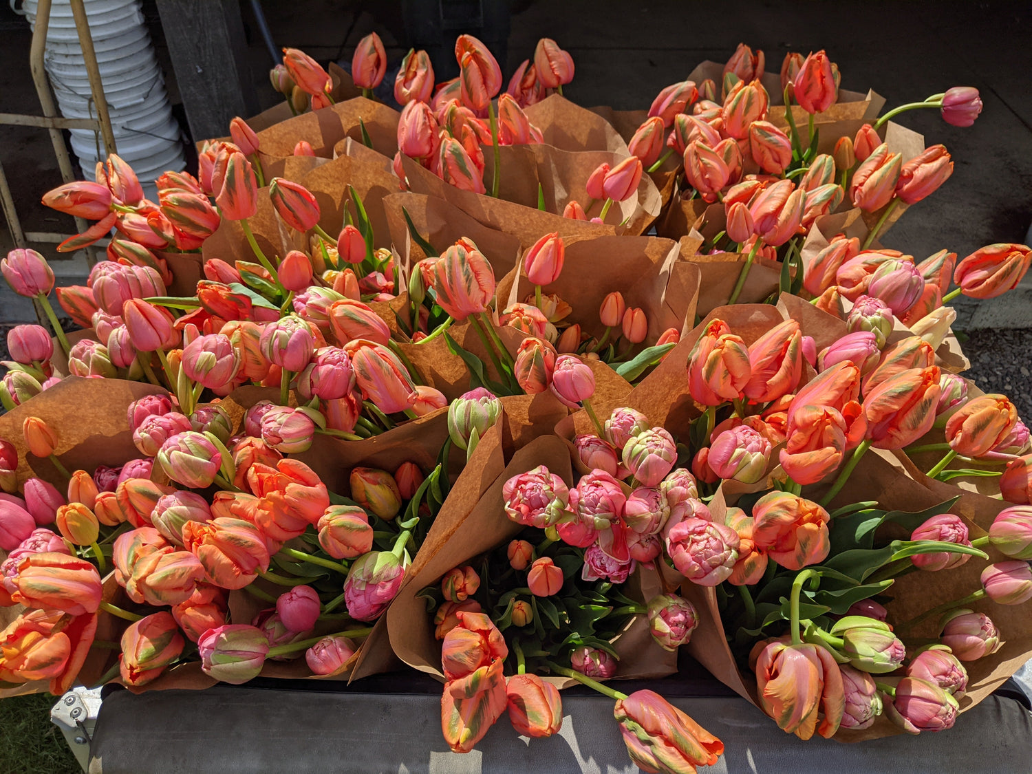 Available for pick-up this week!