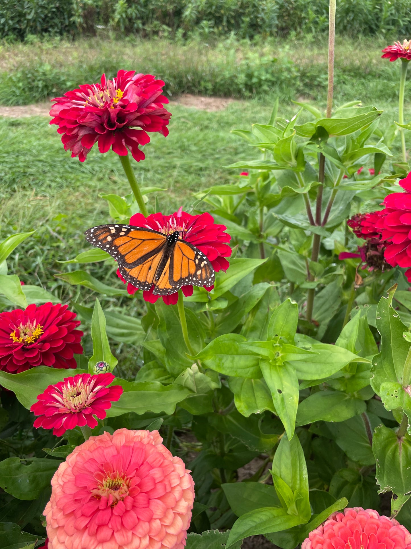 Pick Your Own Flowers - Friday 8/14