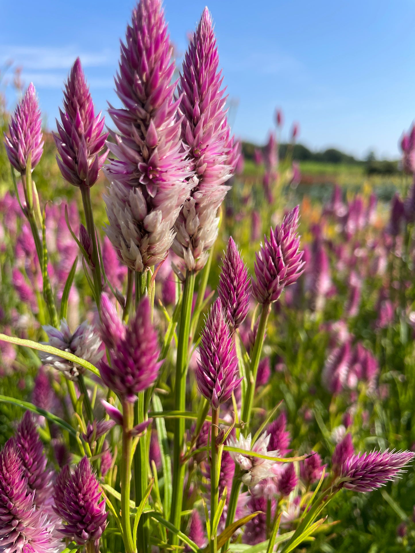 Pick Your Own Flowers - Friday 8/14