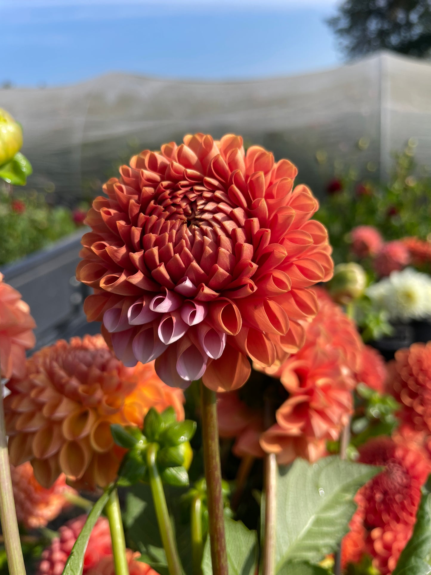 Pick Your Own Flowers - Friday 8/14