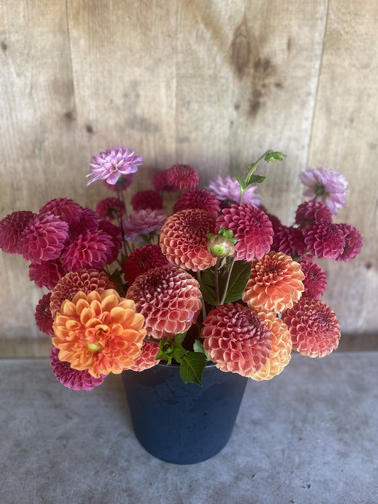 Dahlia Bucket - FRIDAY PICKUP