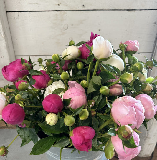 Peony Bucket - FRIDAY PICKUP