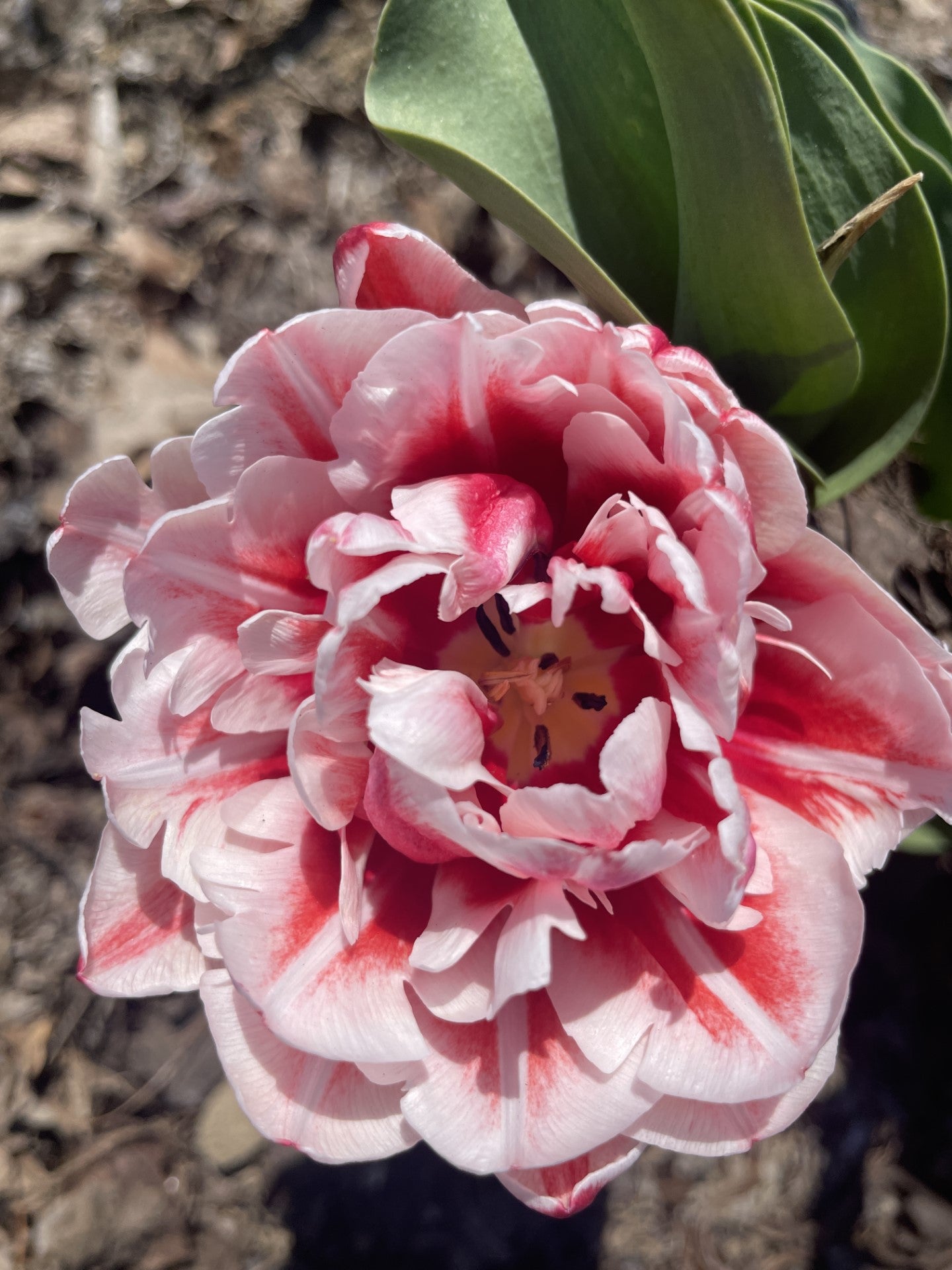 Tulip CSA (3 weeks)