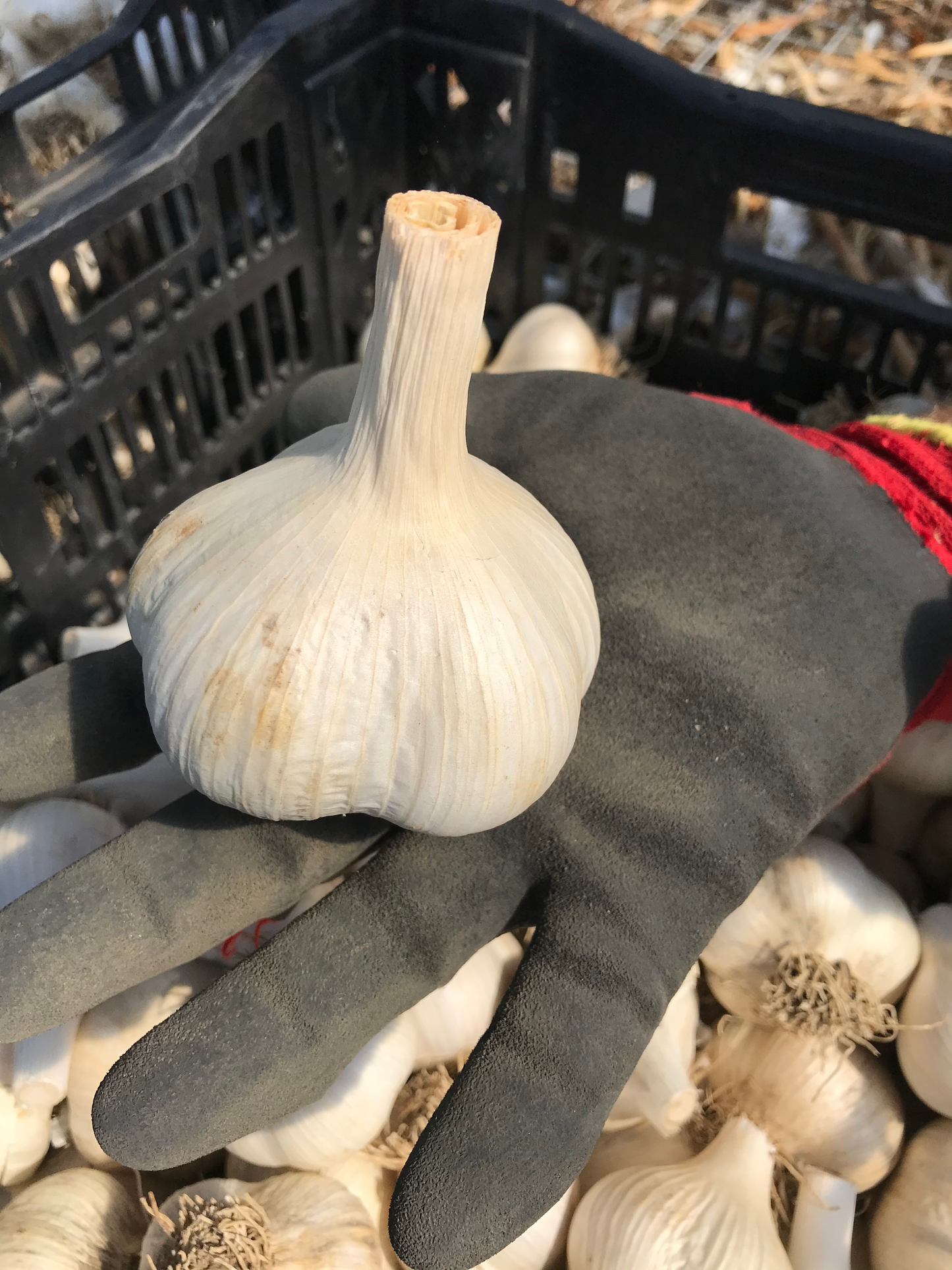 Organic garlic for SEED