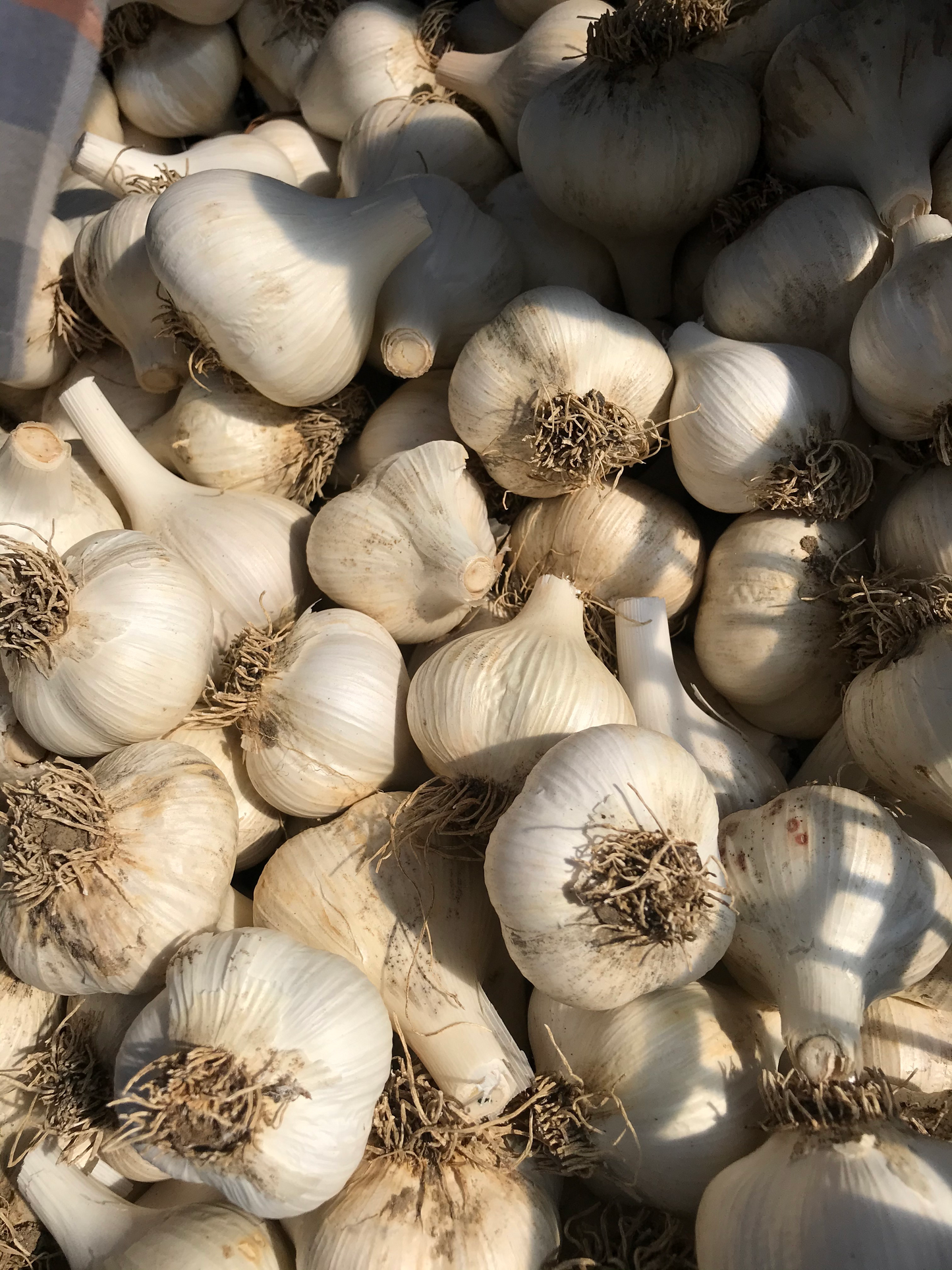 Organic Garlic for EATING - FRIDAY PICKUP OR SHIPPING