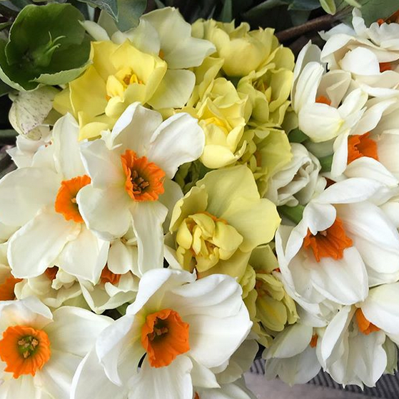 Narcisuss, Daffodils