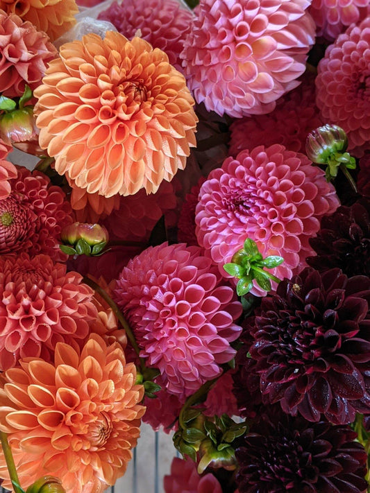 Dahlia bunches - FRIDAY PICKUP