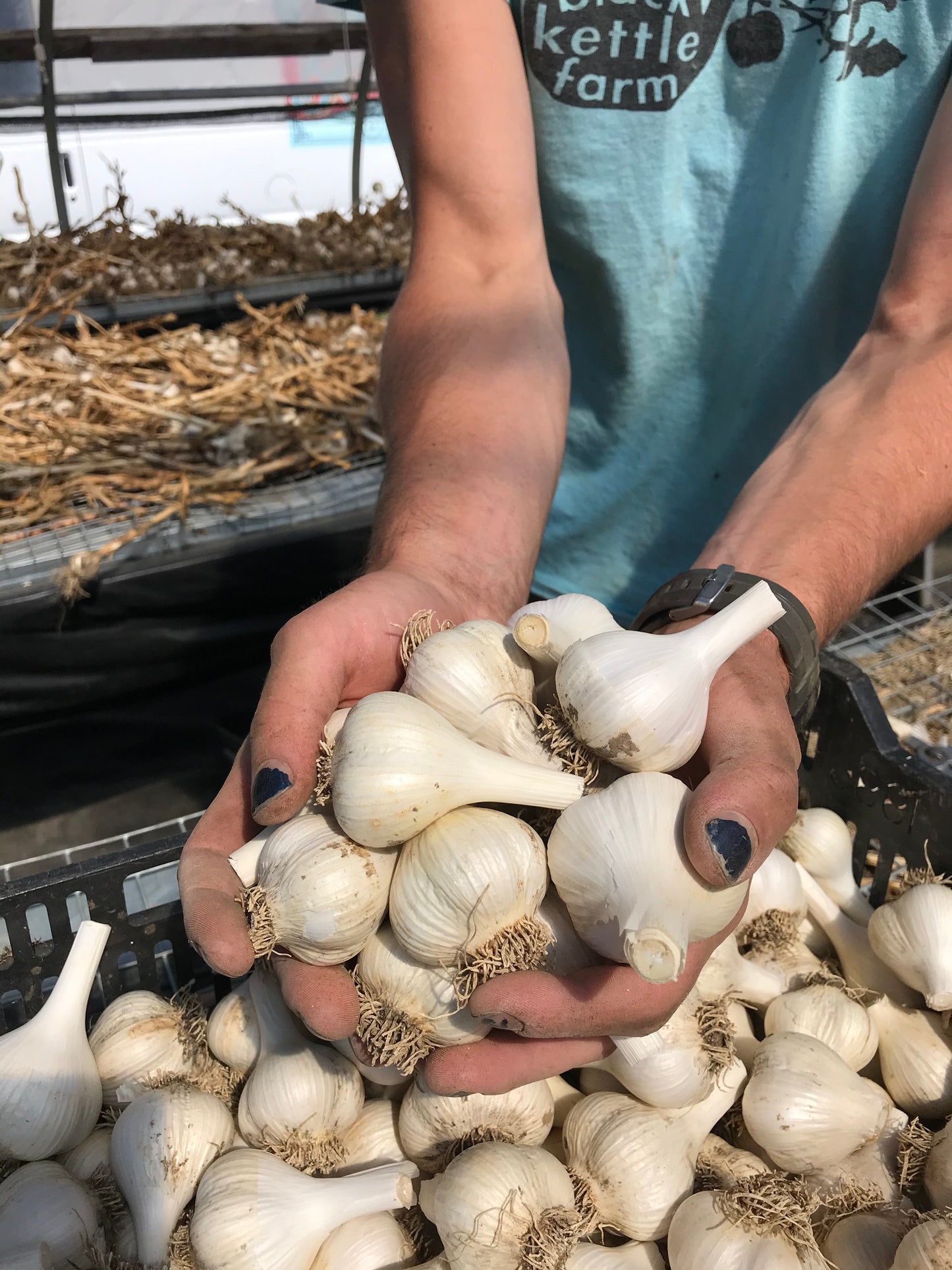 Organic Garlic for EATING - FRIDAY PICKUP OR SHIPPING